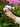 daisy chain bracelet1